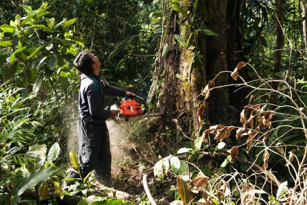 Best Tree Mulching  in Alanes Ridge, CA