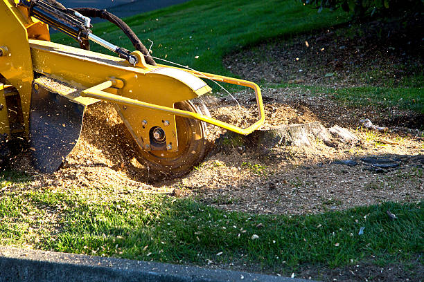 Best Aeration Services  in Alanes Ridge, CA