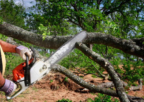 Best Emergency Tree Removal  in Alanes Ridge, CA